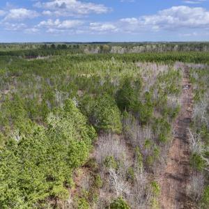 Photo #10 of Lot 4  Guinea Mill Rd, Ernul, NC 34.0 acres