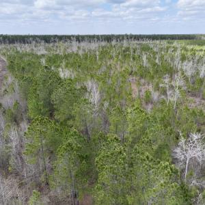 Photo #12 of Lot 4  Guinea Mill Rd, Ernul, NC 34.0 acres