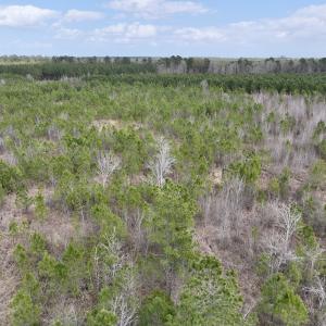 Photo #13 of Lot 4  Guinea Mill Rd, Ernul, NC 34.0 acres