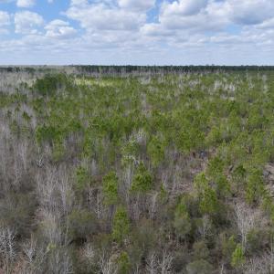 Photo #14 of Lot 4  Guinea Mill Rd, Ernul, NC 34.0 acres