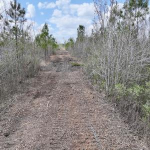 Photo #15 of Lot 4  Guinea Mill Rd, Ernul, NC 34.0 acres