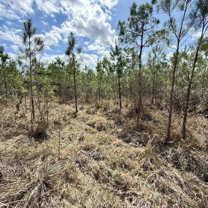 Photo #18 of Lot 4  Guinea Mill Rd, Ernul, NC 34.0 acres