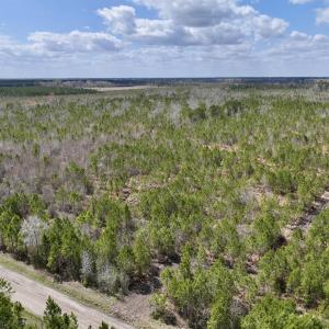 Photo #2 of Lot 4  Guinea Mill Rd, Ernul, NC 34.0 acres