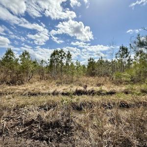 Photo #19 of Lot 4  Guinea Mill Rd, Ernul, NC 34.0 acres