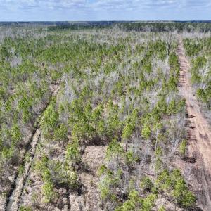 Photo #3 of Lot 4  Guinea Mill Rd, Ernul, NC 34.0 acres