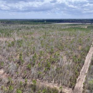 Photo #5 of Lot 4  Guinea Mill Rd, Ernul, NC 34.0 acres