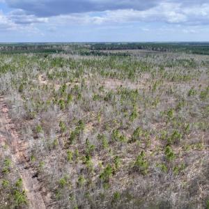 Photo #6 of Lot 4  Guinea Mill Rd, Ernul, NC 34.0 acres