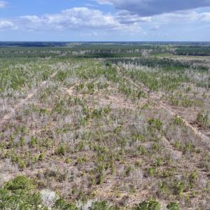 Photo #7 of Lot 4  Guinea Mill Rd, Ernul, NC 34.0 acres