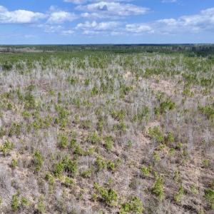 Photo #8 of Lot 4  Guinea Mill Rd, Ernul, NC 34.0 acres