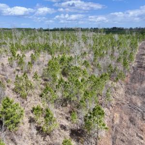 Photo #9 of Lot 4  Guinea Mill Rd, Ernul, NC 34.0 acres