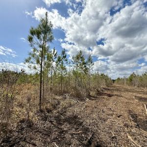 Photo #20 of Lot 4  Guinea Mill Rd, Ernul, NC 34.0 acres