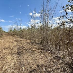 Photo #21 of Lot 4  Guinea Mill Rd, Ernul, NC 34.0 acres