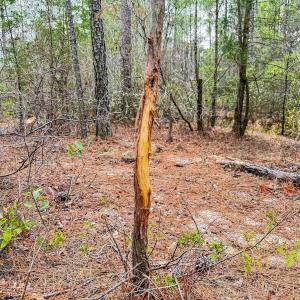 Photo #22 of Off of Woodwind Dr, Vass, NC 134.5 acres