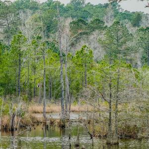 Photo #28 of Off of Woodwind Dr, Vass, NC 134.5 acres