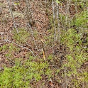 Photo #29 of Off of Woodwind Dr, Vass, NC 134.5 acres