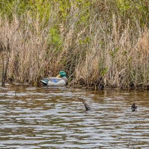 Photo #12 of Off of Woodwind Dr, Vass, NC 134.5 acres