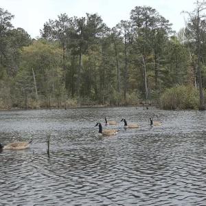 Photo #15 of Off of Woodwind Dr, Vass, NC 134.5 acres