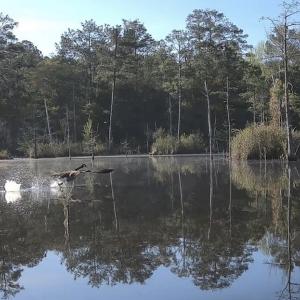 Photo #2 of Off of Woodwind Dr, Vass, NC 134.5 acres