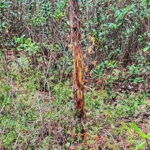 Photo #33 of Off of Woodwind Dr, Vass, NC 134.5 acres