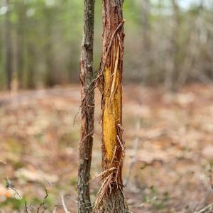 Photo #7 of Off of Woodwind Dr, Vass, NC 134.5 acres