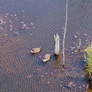 Photo #41 of Off of Woodwind Dr, Vass, NC 134.5 acres