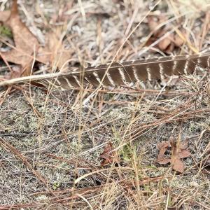 Photo #42 of Off of Woodwind Dr, Vass, NC 134.5 acres