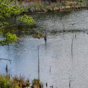 Photo #43 of Off of Woodwind Dr, Vass, NC 134.5 acres