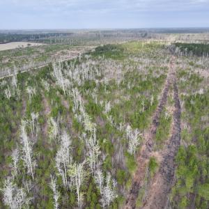 Photo #3 of Lot 5 Guinea Mill Rd, Ernul, NC 37.0 acres