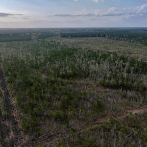 Photo #4 of Lot 5 Guinea Mill Rd, Ernul, NC 37.0 acres