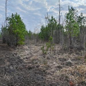 Photo #7 of Lot 5 Guinea Mill Rd, Ernul, NC 37.0 acres