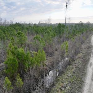 Photo #8 of Lot 5 Guinea Mill Rd, Ernul, NC 37.0 acres
