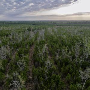 Photo #9 of Lot 5 Guinea Mill Rd, Ernul, NC 37.0 acres