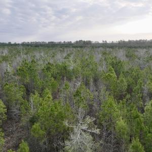 Photo #10 of Lot 5 Guinea Mill Rd, Ernul, NC 37.0 acres