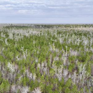 Photo #11 of Lot 5 Guinea Mill Rd, Ernul, NC 37.0 acres