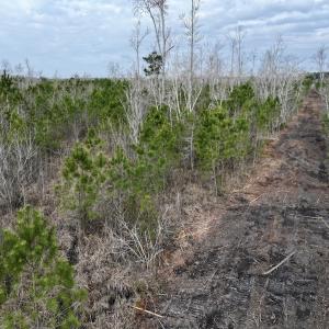 Photo #12 of Lot 5 Guinea Mill Rd, Ernul, NC 37.0 acres