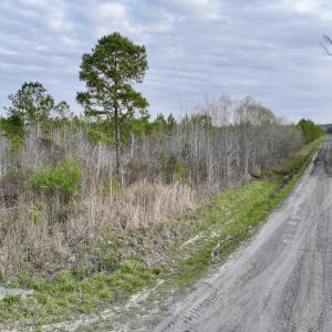 Photo #15 of Lot 5 Guinea Mill Rd, Ernul, NC 37.0 acres