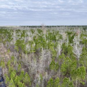 Photo #16 of Lot 5 Guinea Mill Rd, Ernul, NC 37.0 acres