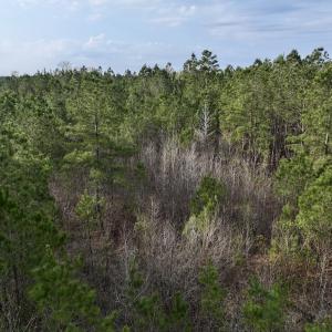 Photo #17 of Lot 5 Guinea Mill Rd, Ernul, NC 37.0 acres