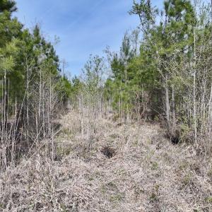 Photo #18 of Lot 5 Guinea Mill Rd, Ernul, NC 37.0 acres