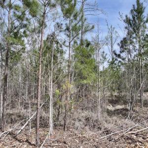 Photo #19 of Lot 5 Guinea Mill Rd, Ernul, NC 37.0 acres