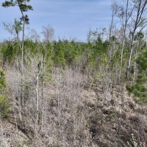 Photo #20 of Lot 5 Guinea Mill Rd, Ernul, NC 37.0 acres