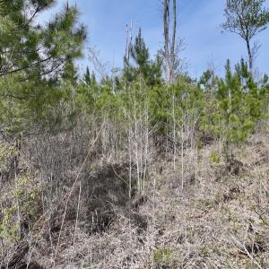 Photo #21 of Lot 5 Guinea Mill Rd, Ernul, NC 37.0 acres