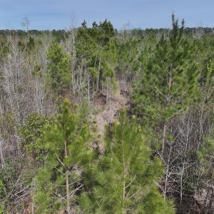 Photo #22 of Lot 5 Guinea Mill Rd, Ernul, NC 37.0 acres