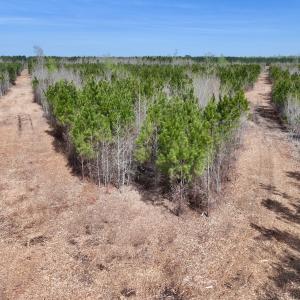 Photo #10 of Lot 15 Guinea Mill Rd, Ernul, NC 55.0 acres