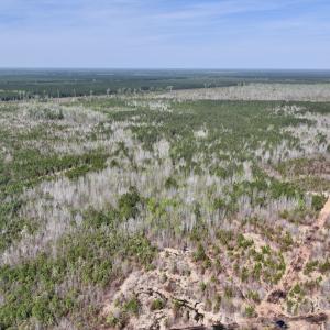 Photo #12 of Lot 15 Guinea Mill Rd, Ernul, NC 55.0 acres