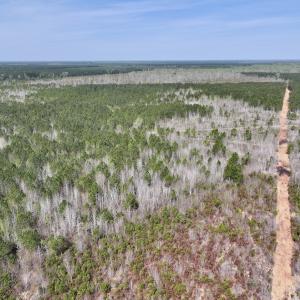 Photo #13 of Lot 15 Guinea Mill Rd, Ernul, NC 55.0 acres