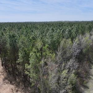 Photo #3 of Lot 15 Guinea Mill Rd, Ernul, NC 55.0 acres