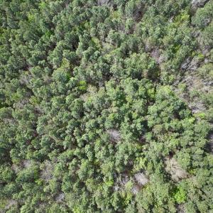 Photo #4 of Lot 15 Guinea Mill Rd, Ernul, NC 55.0 acres