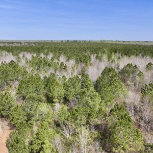 Photo #6 of Lot 15 Guinea Mill Rd, Ernul, NC 55.0 acres