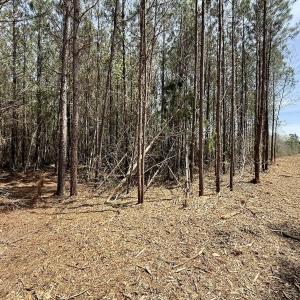 Photo #7 of Lot 15 Guinea Mill Rd, Ernul, NC 55.0 acres